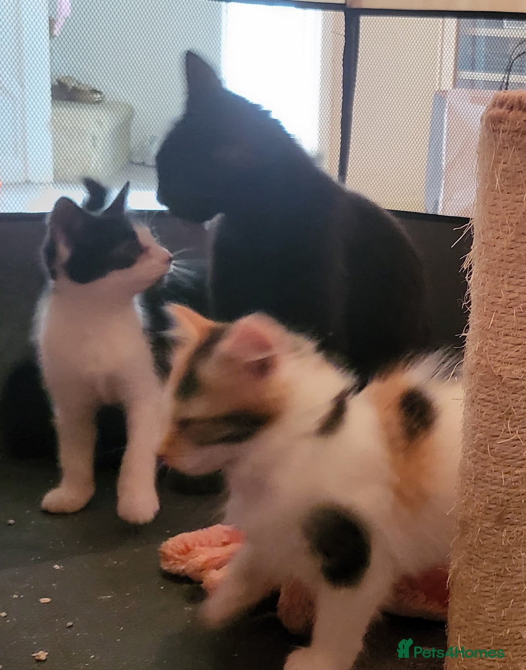 Mixed Breed cats for sale: Friendly playful kittens  - Advert 2