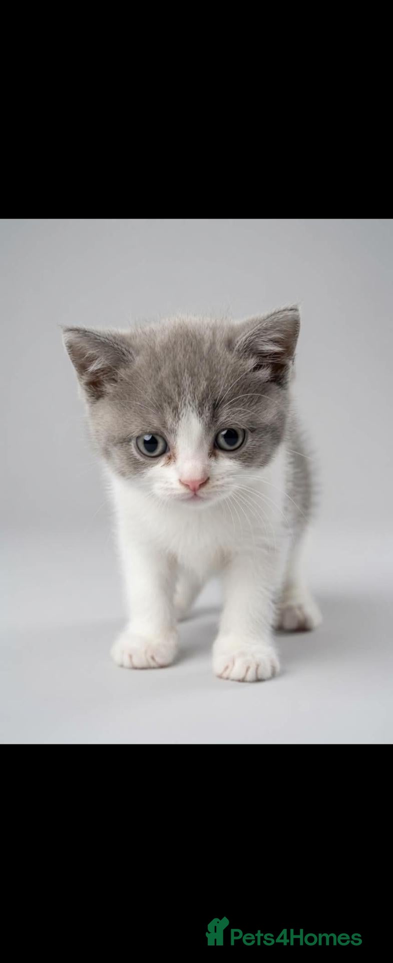 British Shorthair cats for sale: 2 boys available British shorthairs ready now  - Advert 14