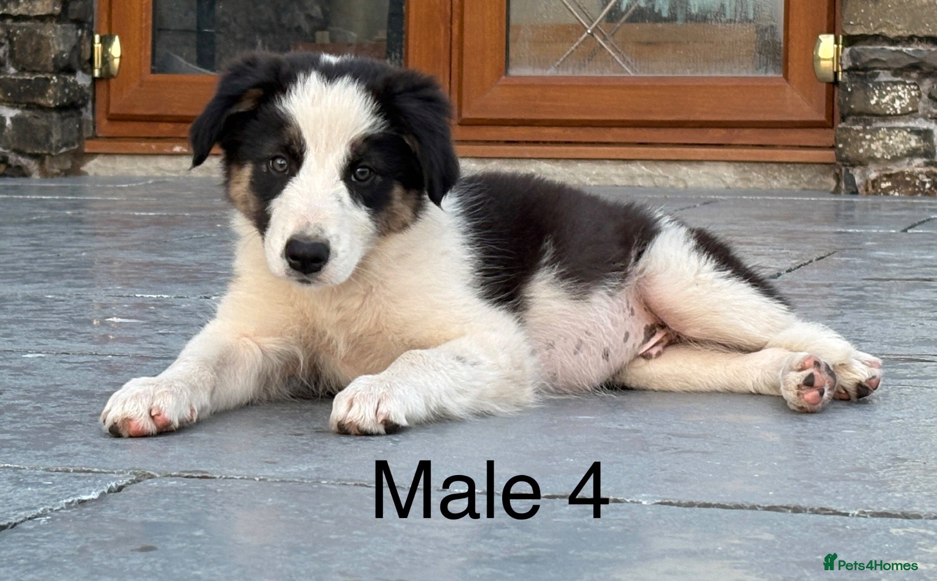 Border Collie dogs Beautiful Welsh Border Collie Puppies - Advert 2