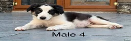 Border Collie dogs for sale: Beautiful Welsh Border Collie Puppies in Brecon - Advert 4