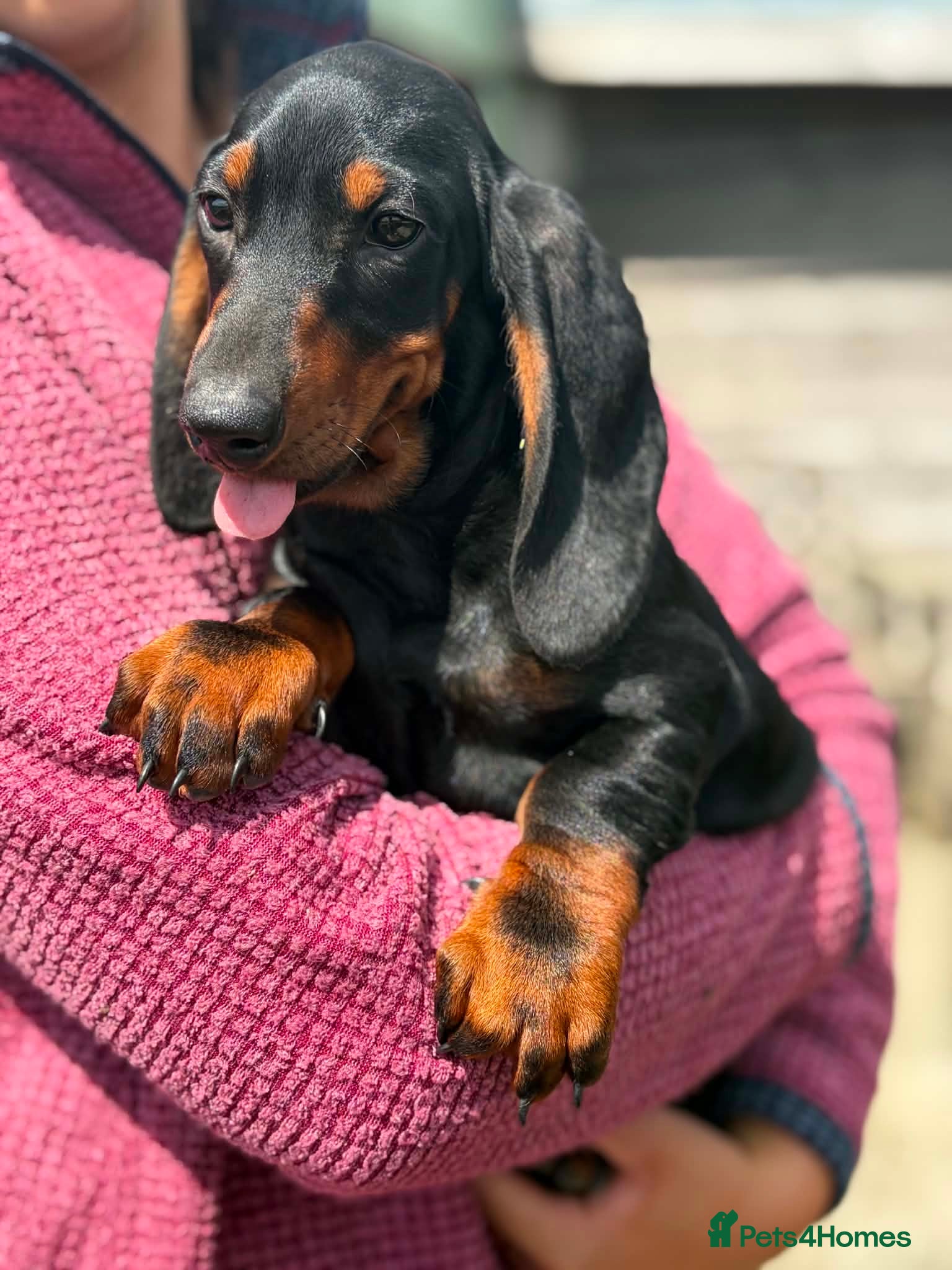 Dachshund dogs Black and tan Dachshund Girl - Advert 1