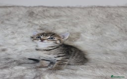 Mixed Breed cats for sale: Mixed breed kittens  - Image 3