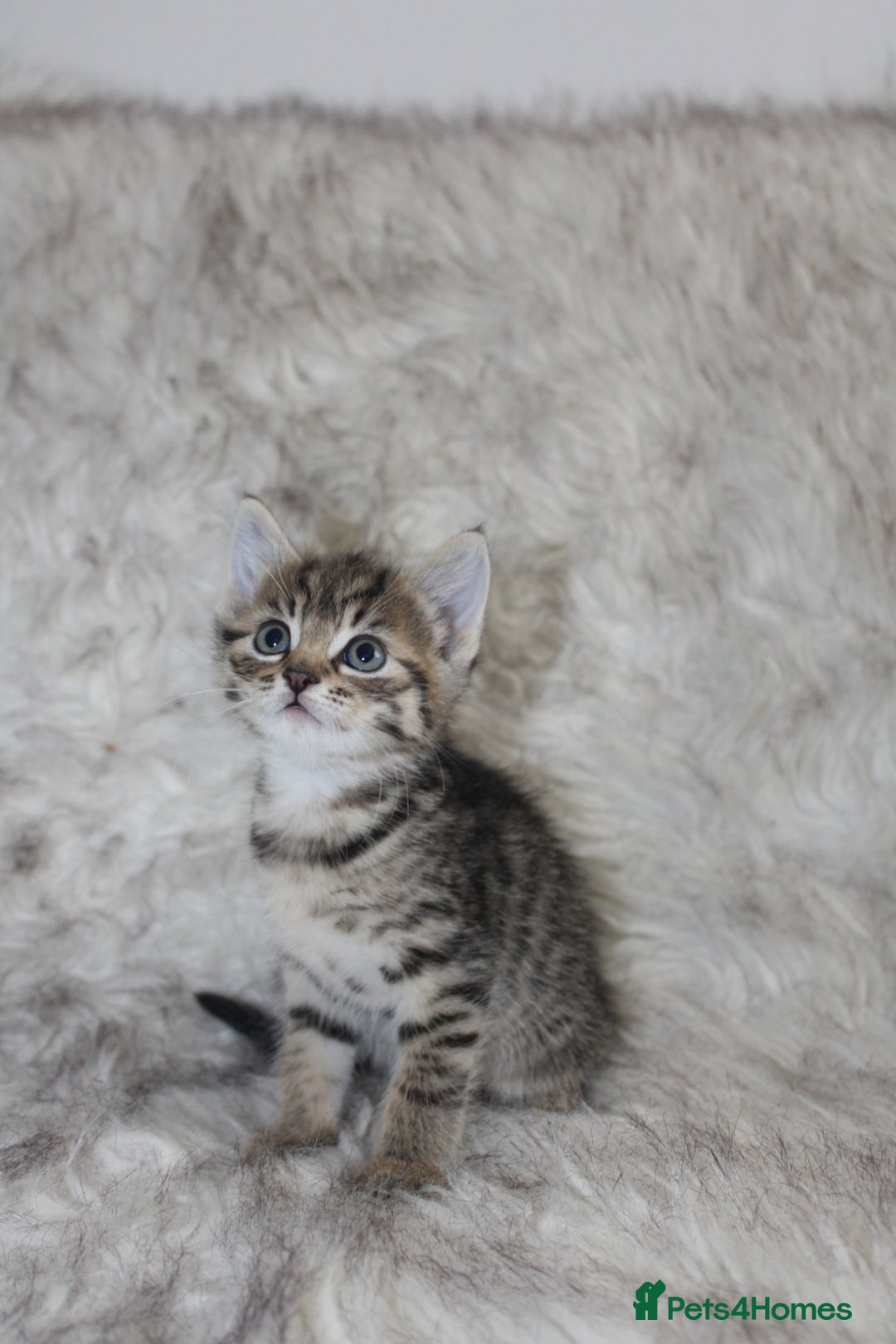 Mixed Breed cats for sale: Mixed breed kittens  - Image 3