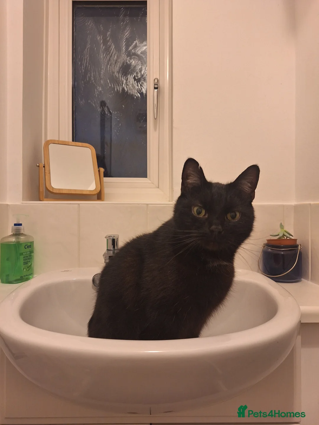 Domestic Shorthair cats for sale: Jaguar needs a new home - Advert 10