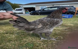 Chickens poultry for sale: 2 x Cockerels for sale - Image 1