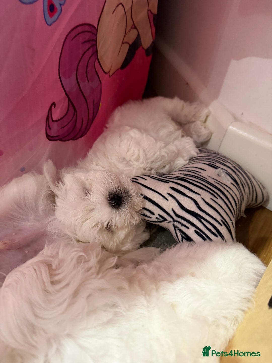 Maltese dogs for sale: Gorgeous Maltese puppies  - Advert 5