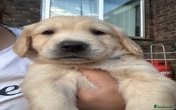 Golden Retriever dogs for stud: Handsome Golden boy for stud  in Frome - Image 13