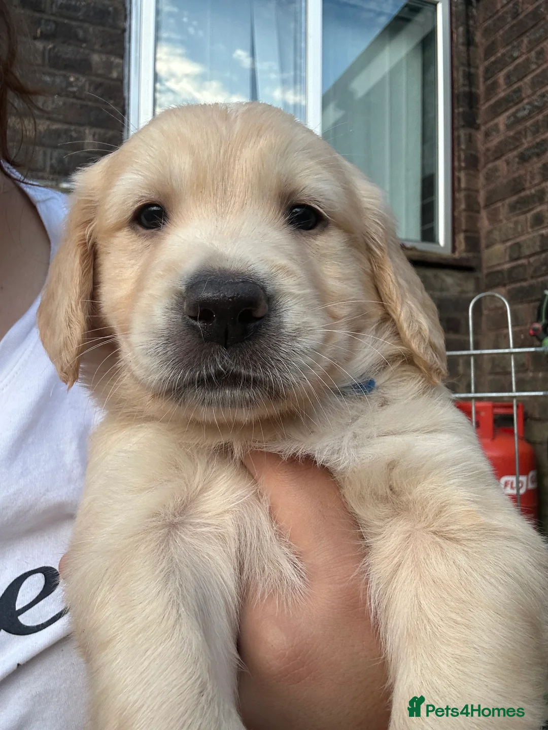 Golden Retriever dogs for stud: Handsome Golden boy for stud  in Frome - Advert 13