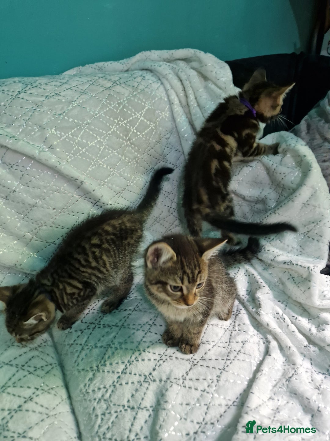 British Shorthair cats for sale:  Lovely 3 tabby male & 3 black female kittens. - Image 9