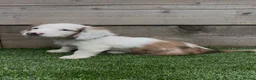 Miniature Dachshund dogs for sale: Miniature long Haird Dachshund  - Advert 3