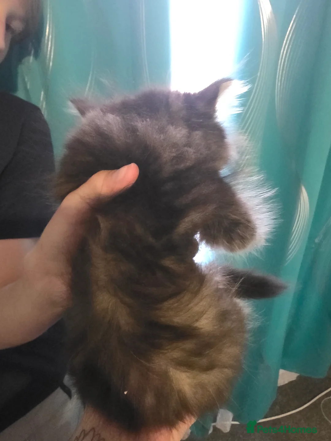 Persian cats for sale: Beautiful dollface persian chinchilla kittens  - Advert 9