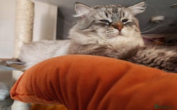Siberian cats for sale: GCCF +TICA parents - Image 28