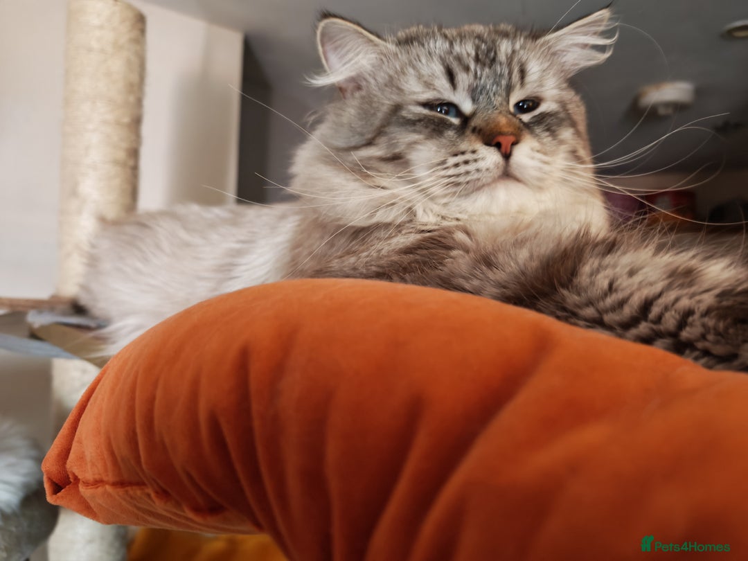 Siberian cats for sale: GCCF +TICA parents - Image 28