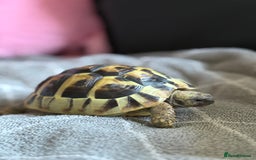 Tortoise reptiles for sale: Tortoise - Image 2