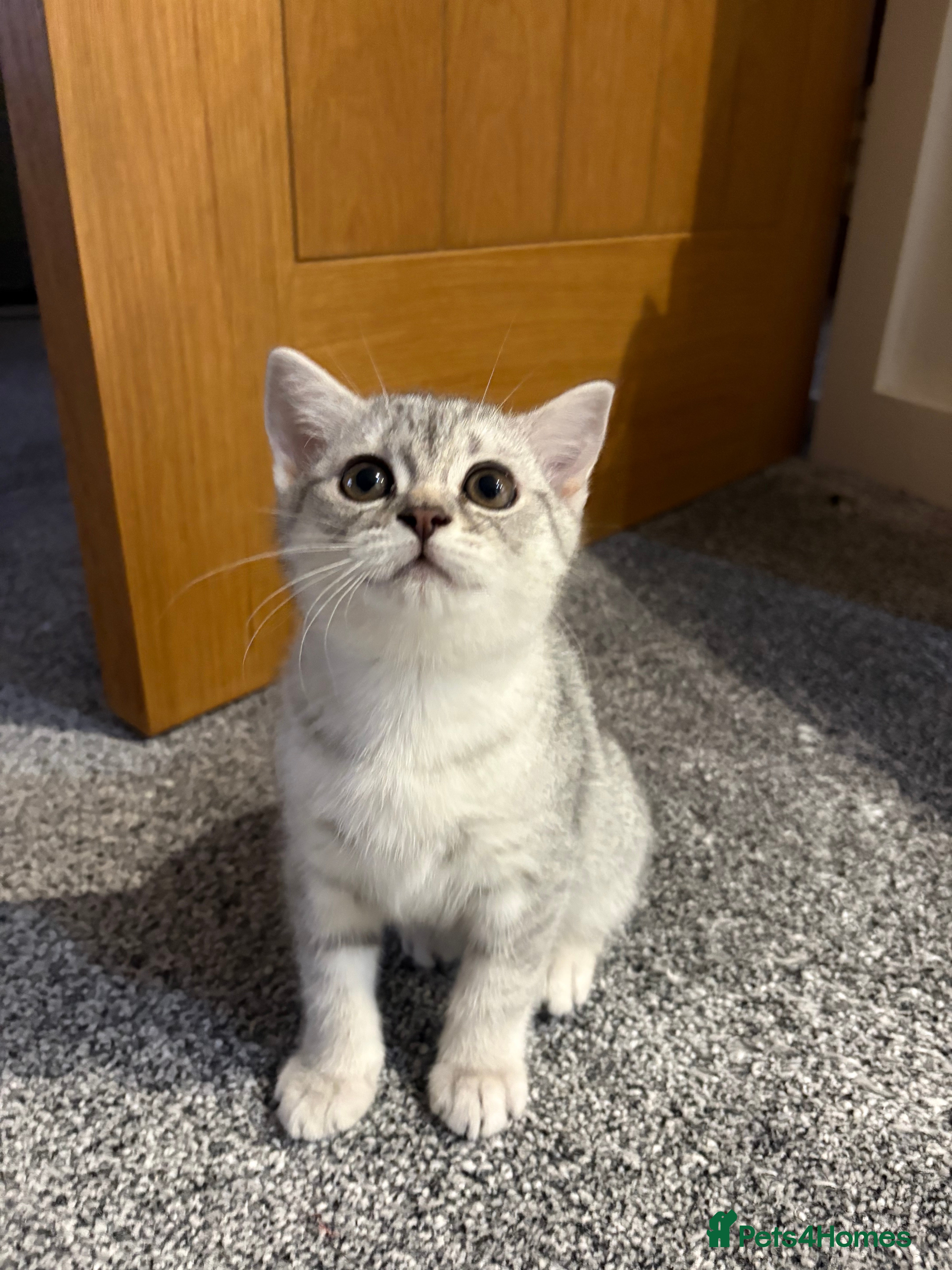 Scottish Fold cats Last Scottish Fold girl available - Advert 7