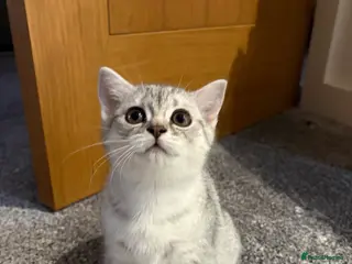 Scottish Fold cats Last Scottish Fold girl available - Advert 7