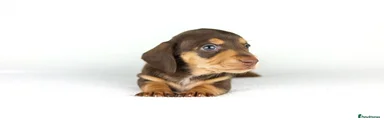 Miniature Dachshund Puppy 6