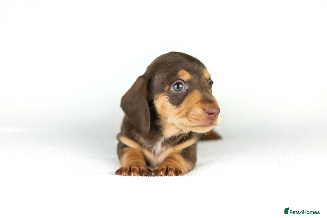 Miniature Dachshund dogs for sale: Miniature dachshund beautiful litter - Advert 38