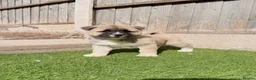 Akita dogs for sale: American Akita puppy’s for sale - Advert 15