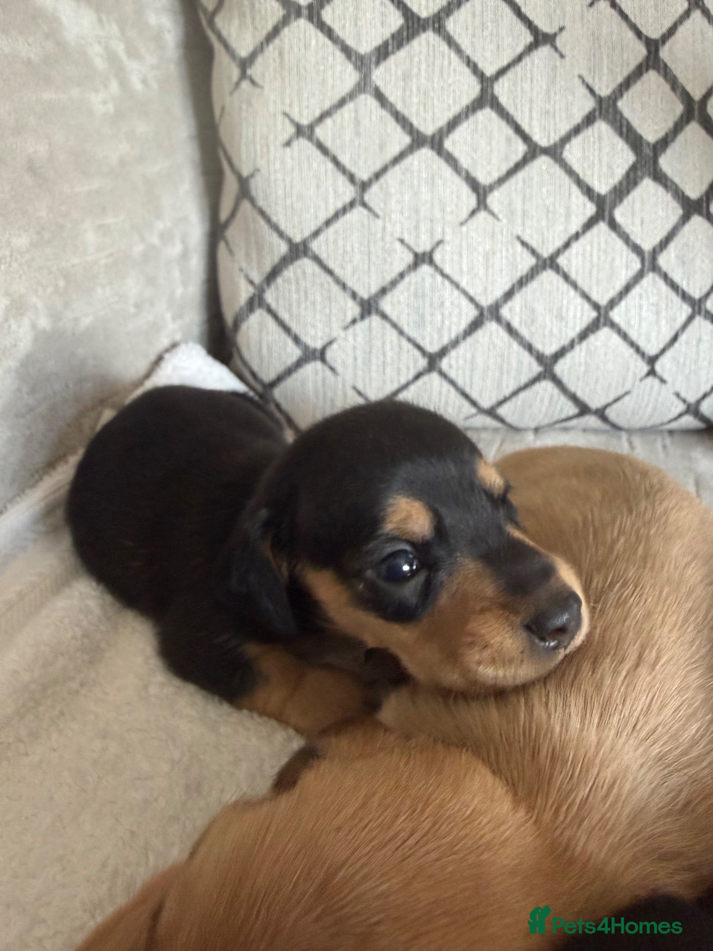 Dachshund dogs Cream dachshund puppies long hair  - Advert 2