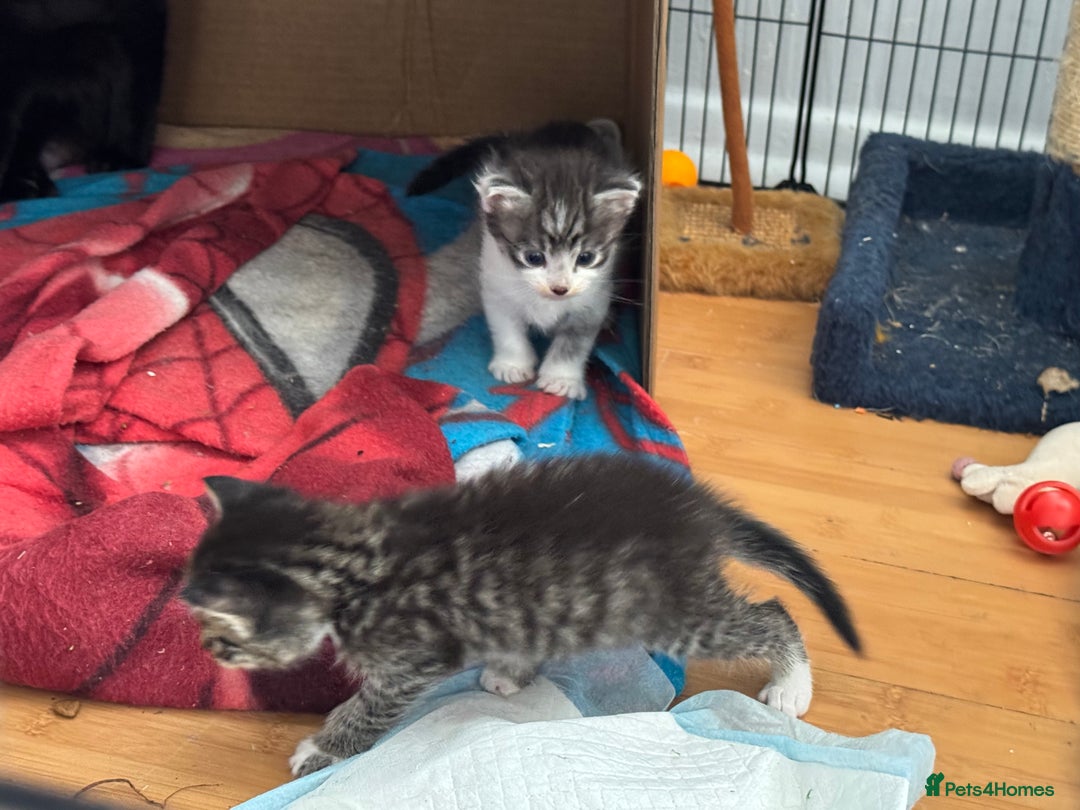 Domestic Shorthair cats for sale: 5 short/fluffy domestic kittens  - Image 11