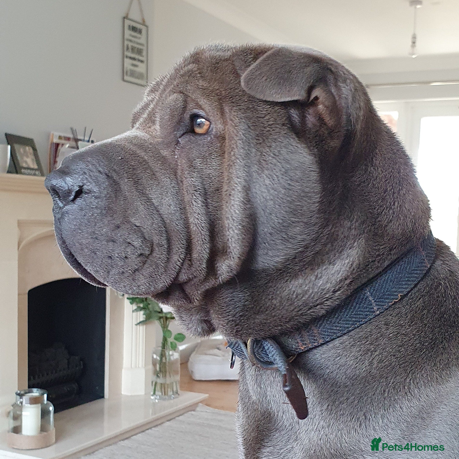 Shar Pei dogs Gus blue horse coat available for stud in Billericay - Advert 2