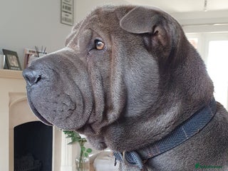 Shar Pei dogs in Billericay - Advert 3