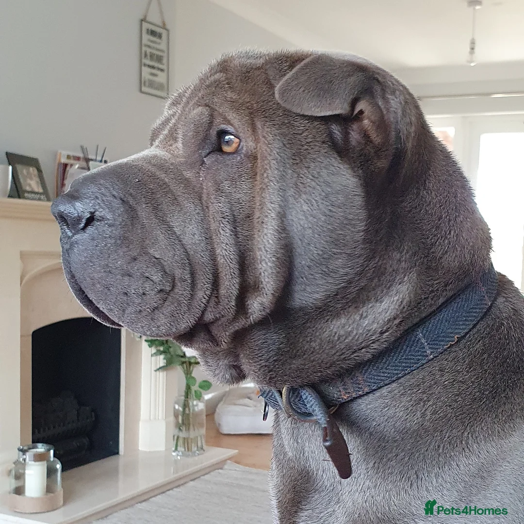 Shar Pei dogs for stud: Gus blue horse coat available for stud in Billericay - Advert 1