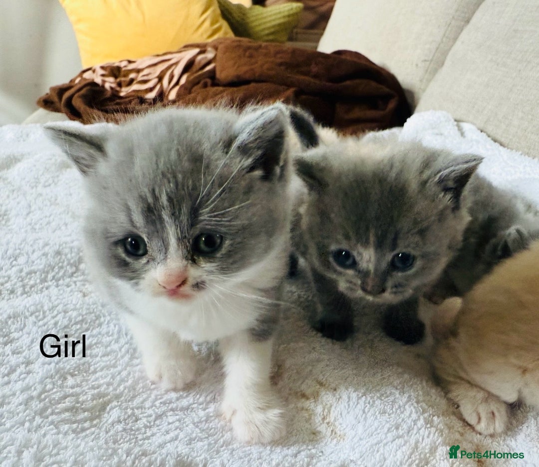British Shorthair cats for sale: British shorthair kittens  - Image 4