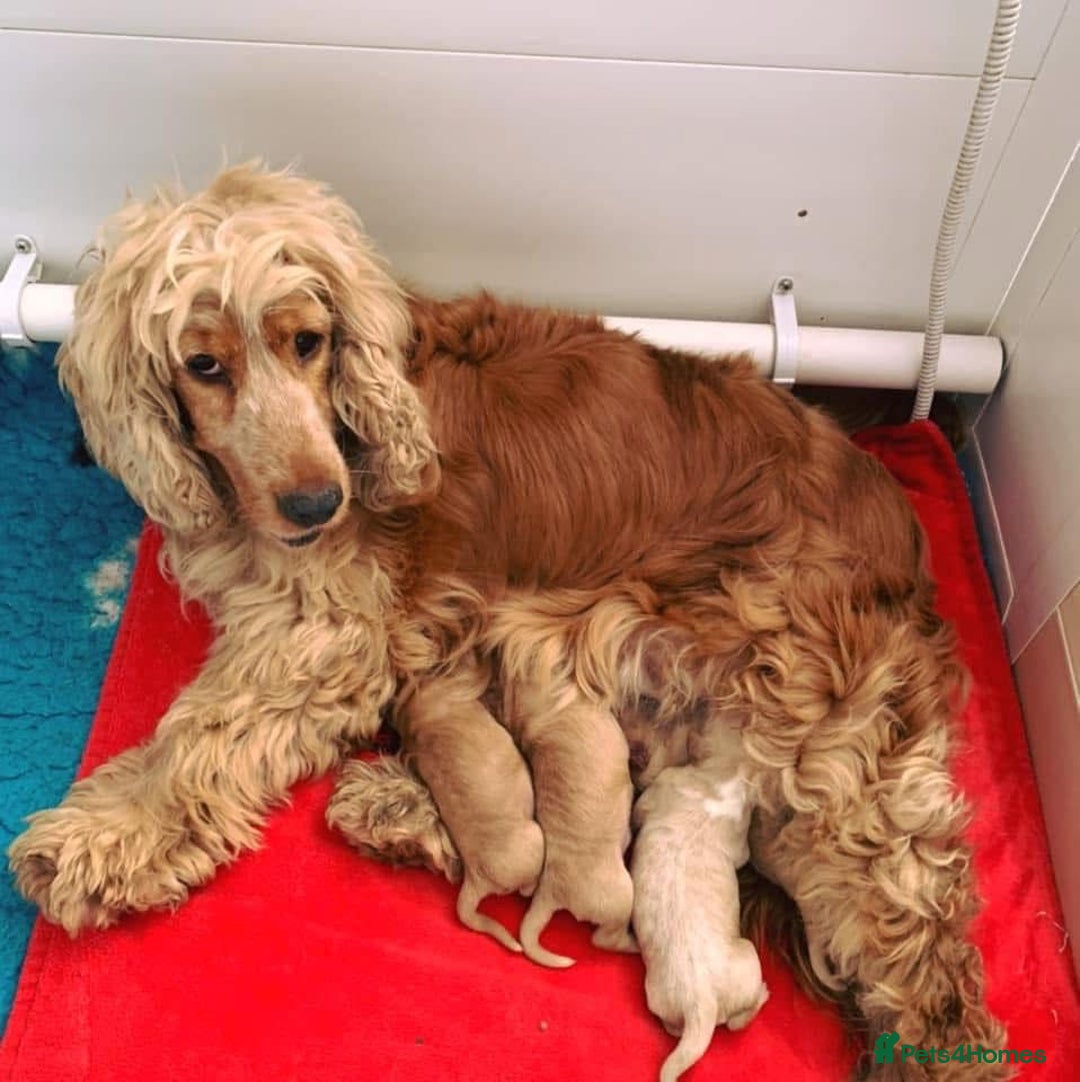 Cavapoo dogs for sale: Cavapoo puppies  - Advert 6