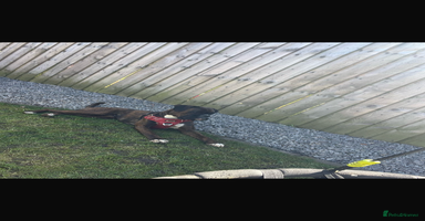 Boxer dogs 2 Brindle Girls Left Kc Boxer Puppies - Advert 12