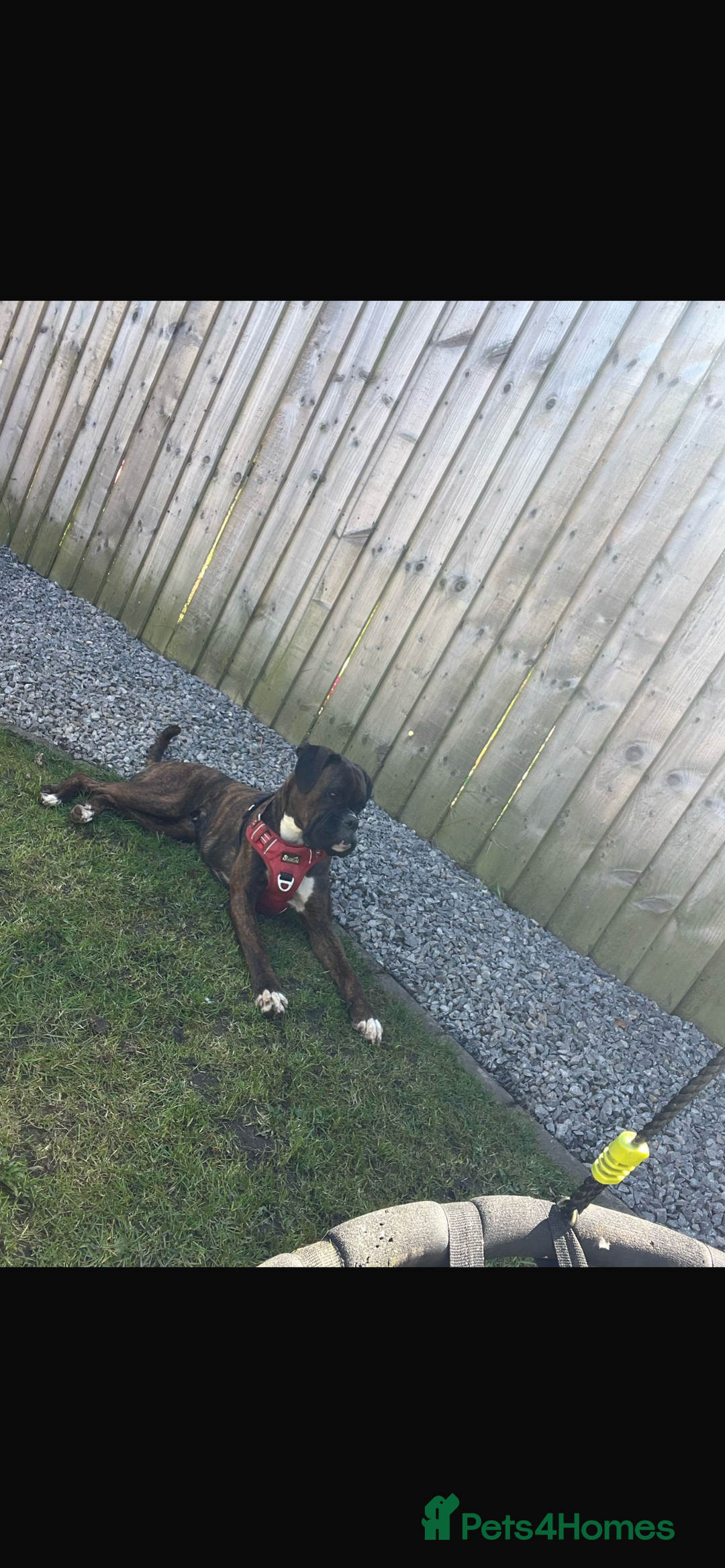 Boxer dogs for sale: Gorgeous Kc Boxer Puppies - Image 22