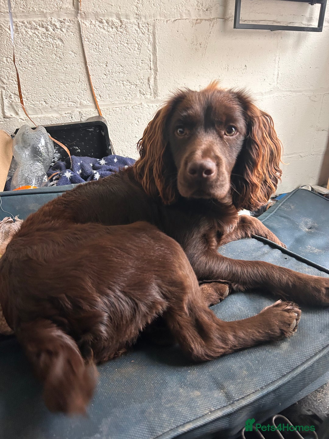 Cocker Spaniel dogs for sale: Chocolate brown cocker in need of a home - Advert 4