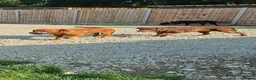 Labrador Retriever dogs for stud: Fox red stud dog  - Advert 5