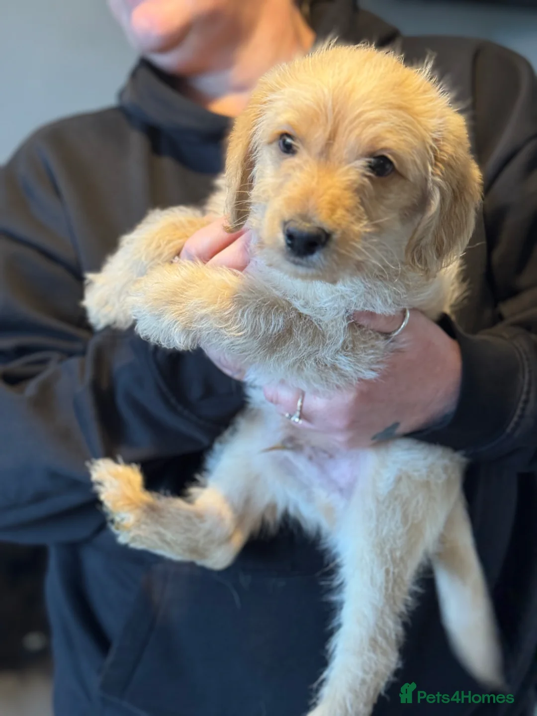 Labradoodle dogs for sale: F1 labradoodle boy  in Cambridge - Advert 6