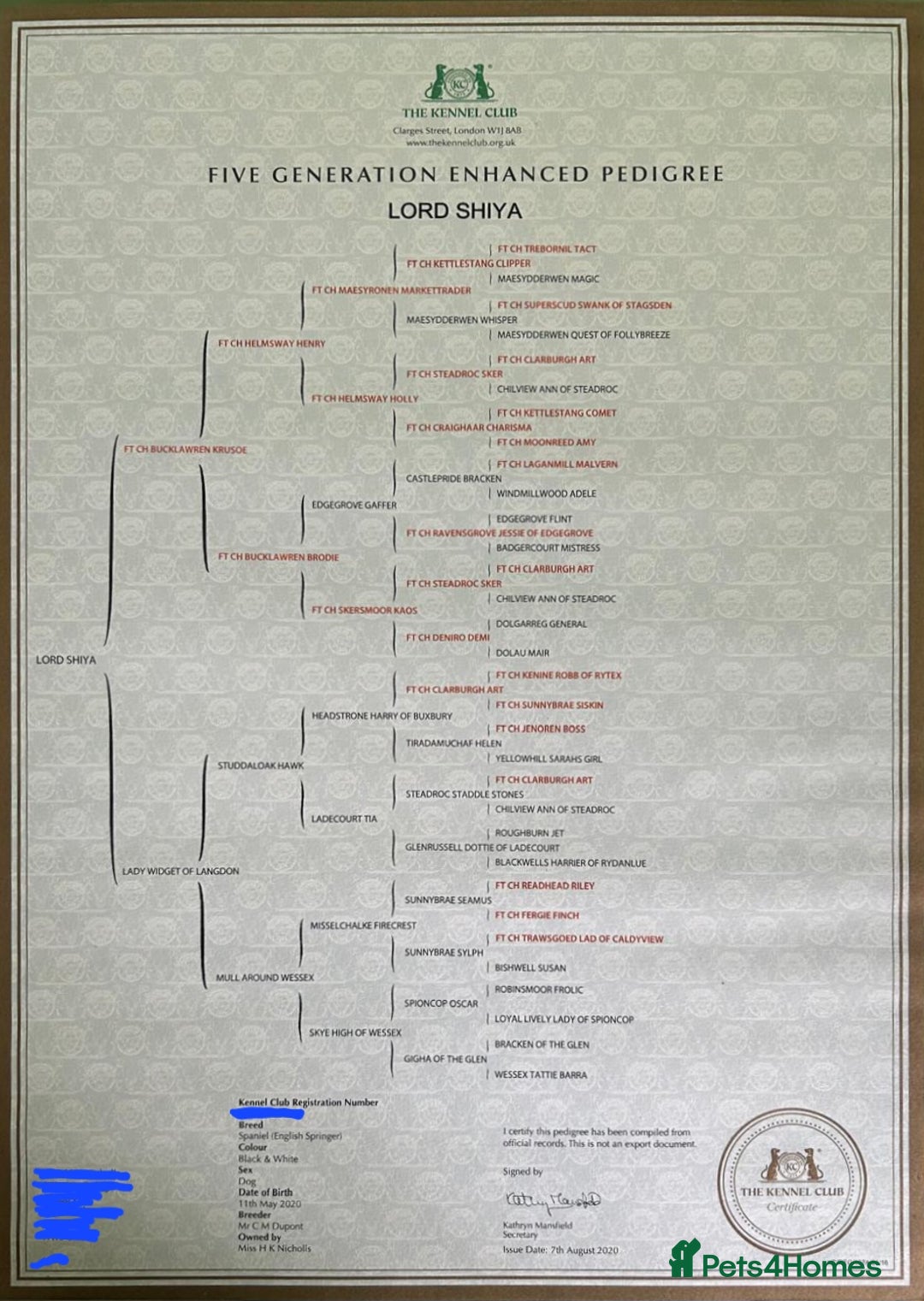 English Springer Spaniel dogs for stud: Lord Shiya at Stud - Advert 7