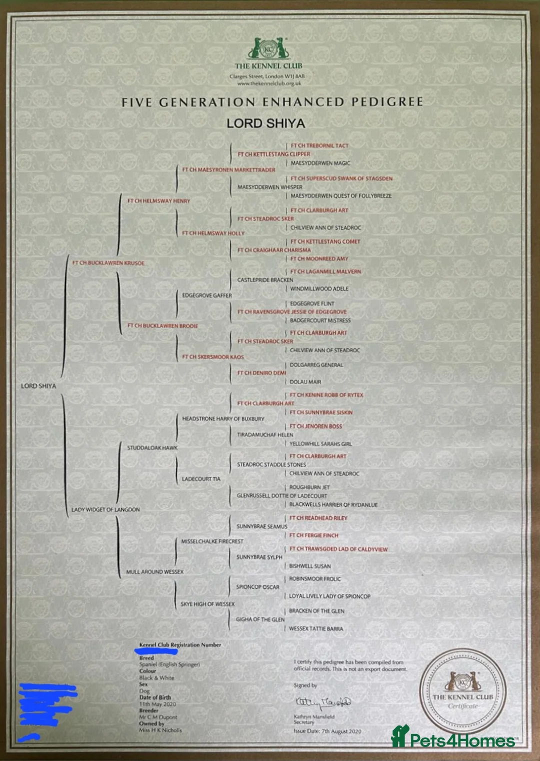 English Springer Spaniel dogs for stud: Lord Shiya at Stud - Advert 7