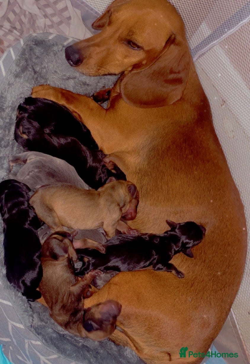 Dachshund dogs Dachshund puppies  - Advert 1