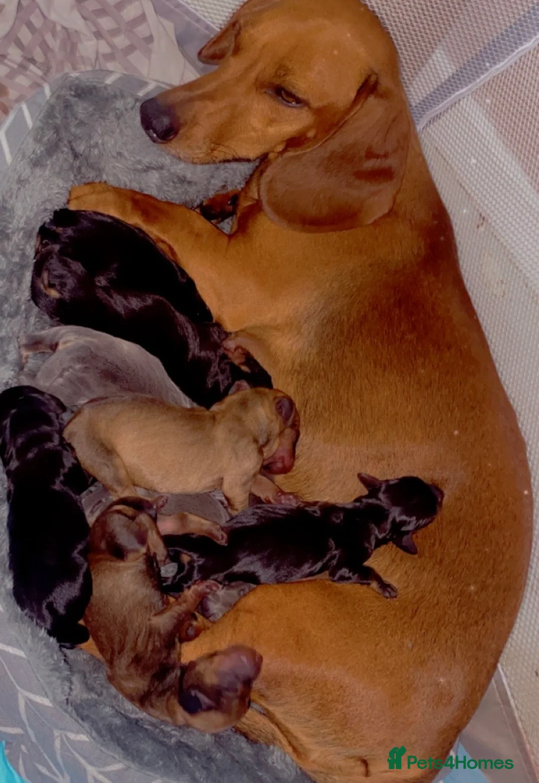 Dachshund dogs for sale: Dachshund puppies  - Advert 1