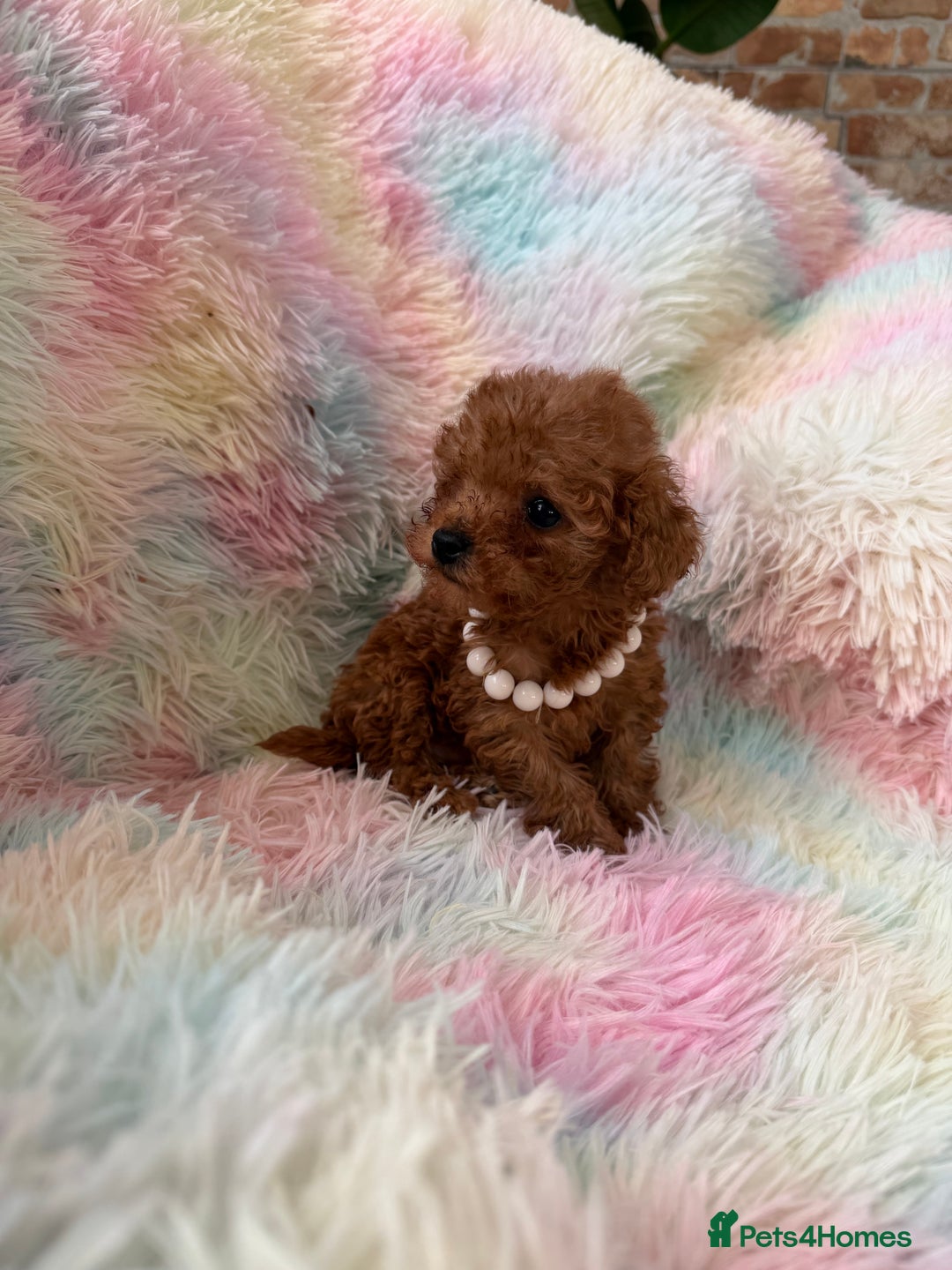 Toy Poodle dogs for sale: Adorable toy 🧸 poodle ✨ - Advert 8