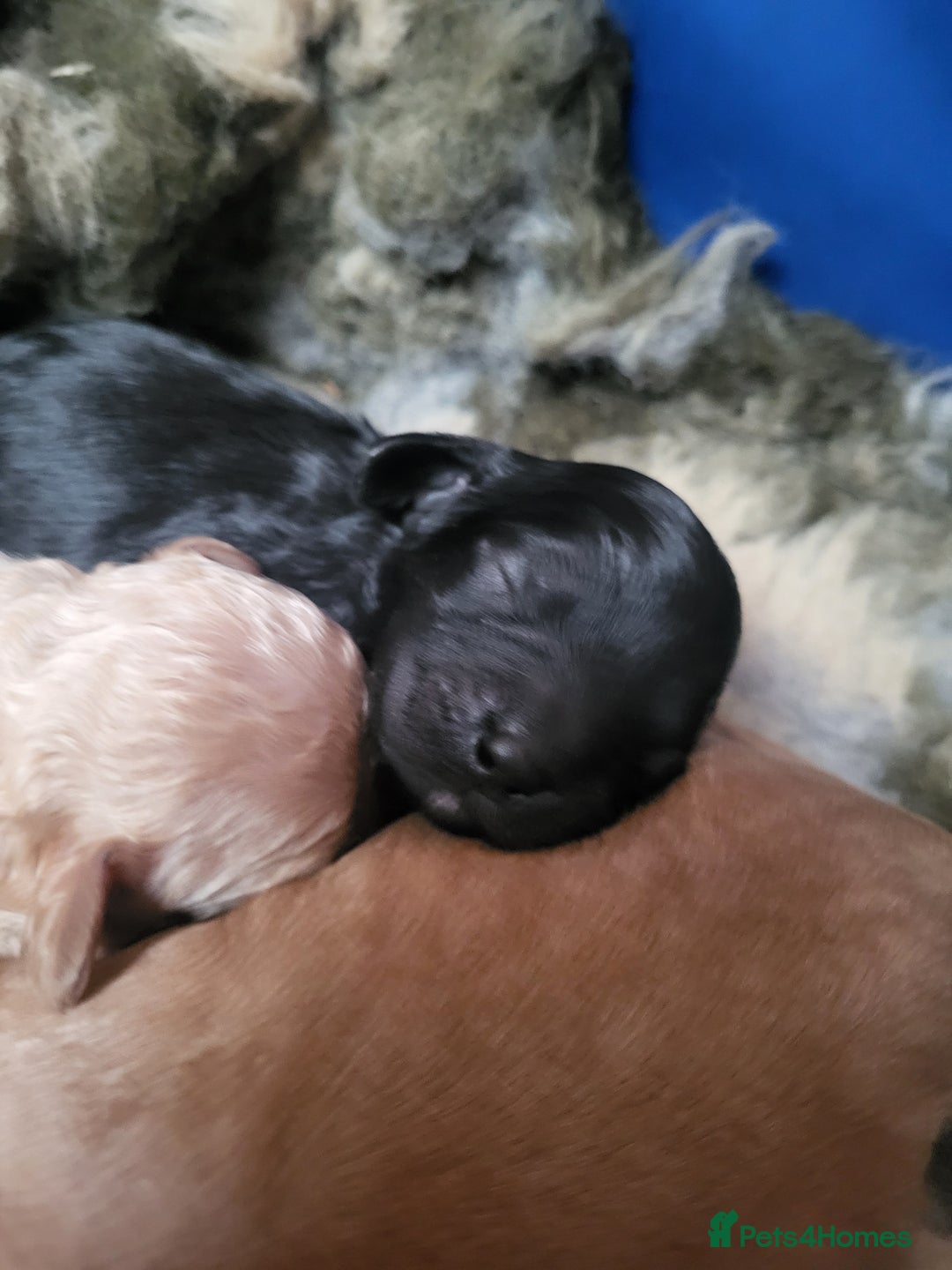 Cavapoo dogs for sale: F2 Cavapoo Gorgeous Babies!  - Image 3