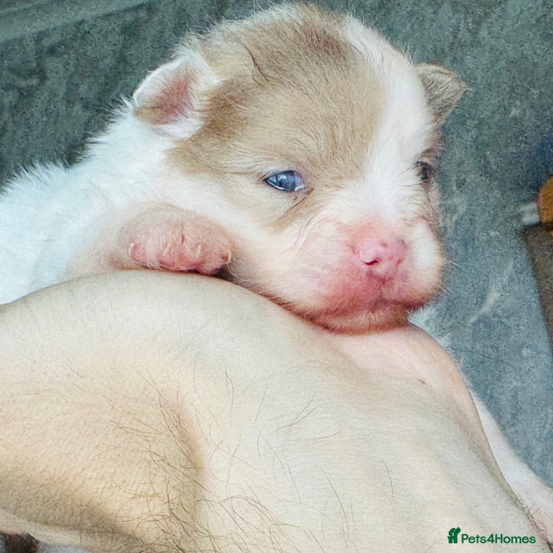 Pomeranian dogs for sale: Four adorable fluffy Pomeranian puppie - Image 3