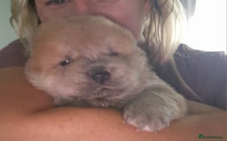 Chow Chow dogs for sale: Chow chow puppies - Image 14