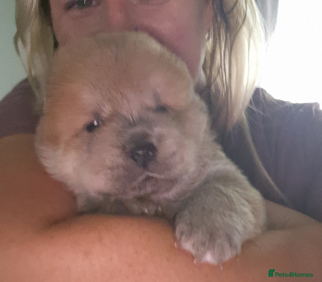 Chow Chow dogs for sale: Chow chow puppies - Image 14