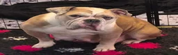Olde English Bulldogge dogs for sale: Old English Bulldog Pups  - Advert 4