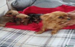 Chorkie dogs for sale: Chihuahua  Cross Yorkshire  - Image 18