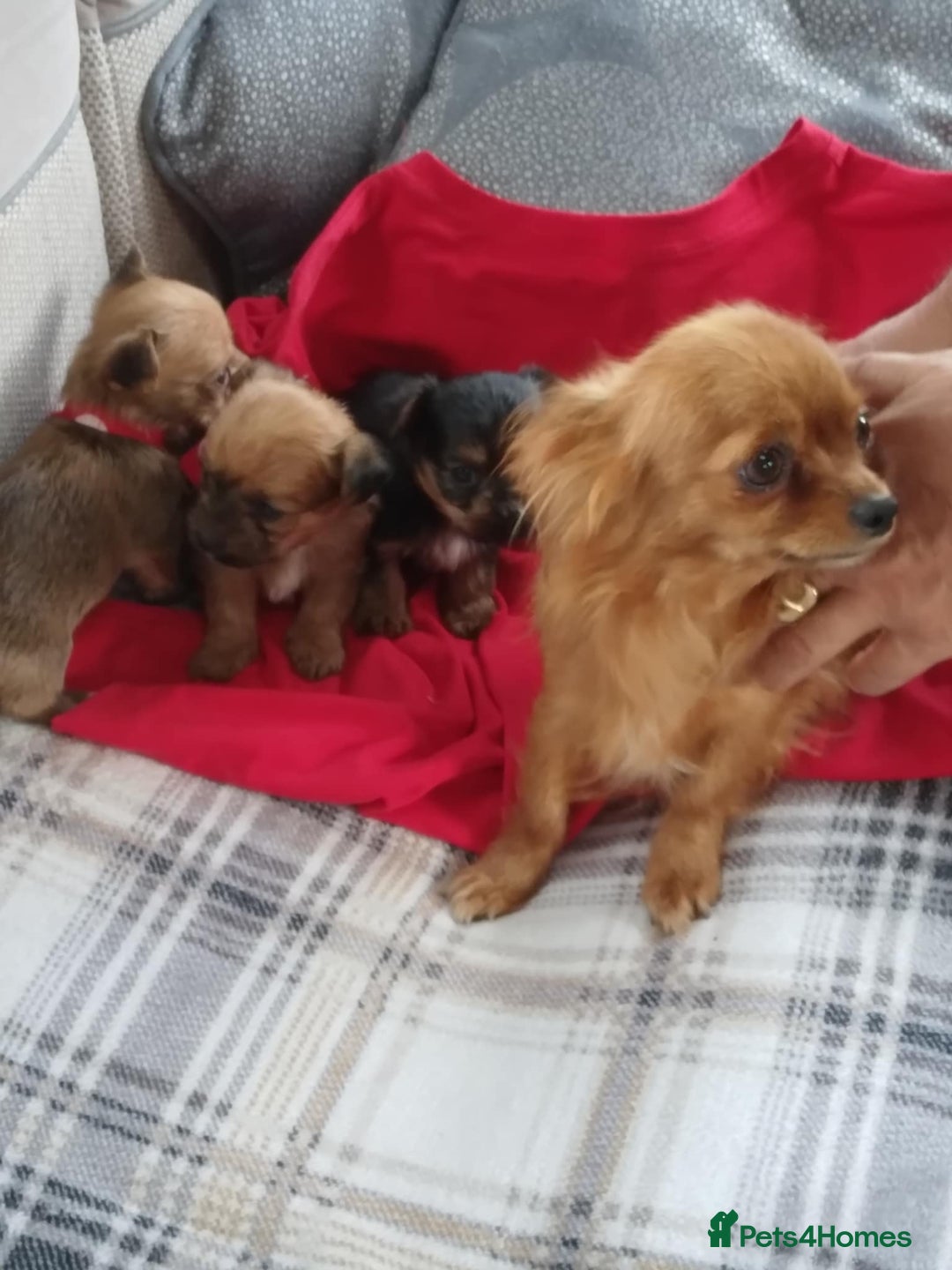 Chorkie dogs for sale: Chihuahua  Cross Yorkshire  - Image 18