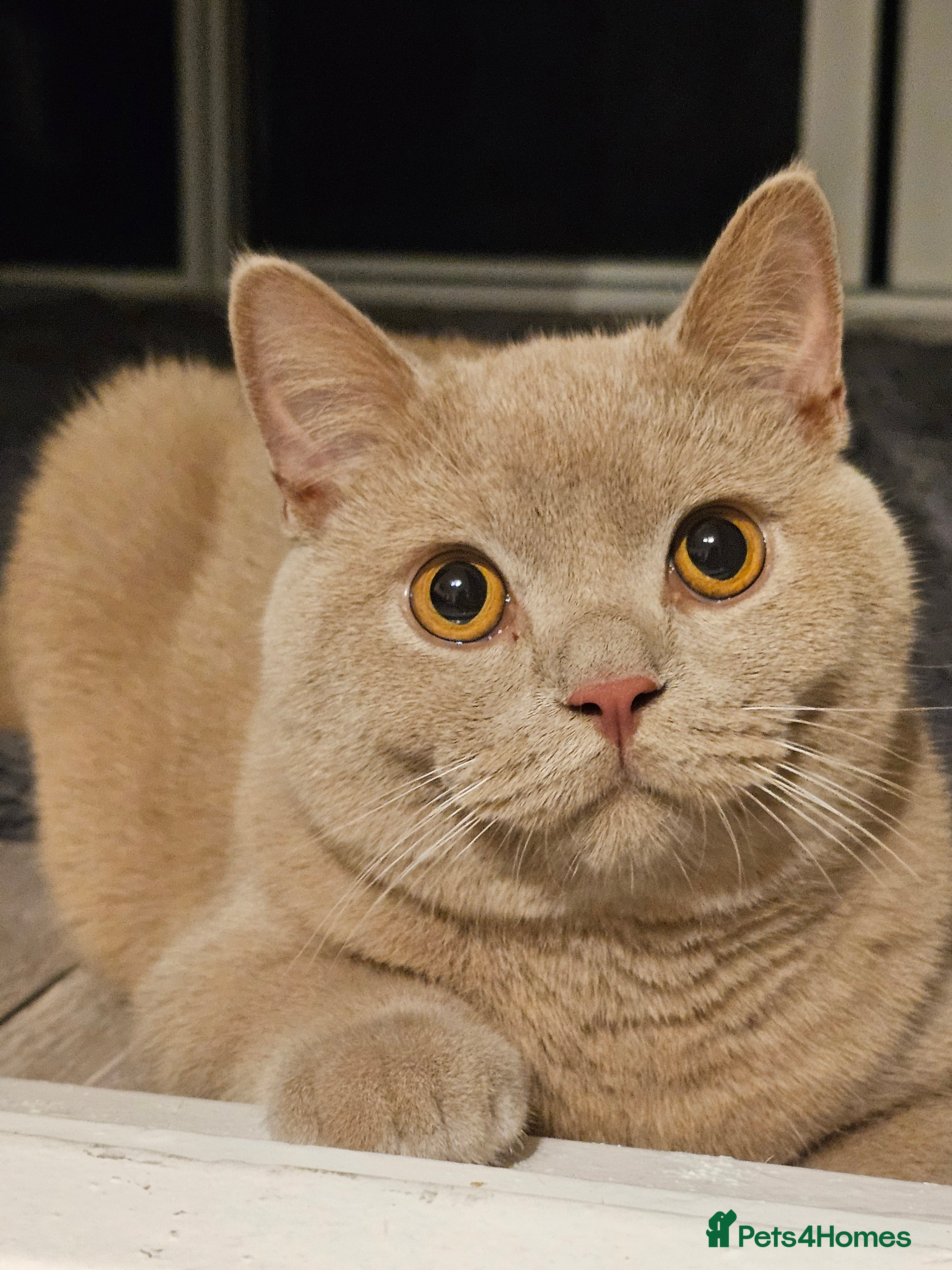 British Shorthair cats BSH MALE FOR SALE  - Advert 1