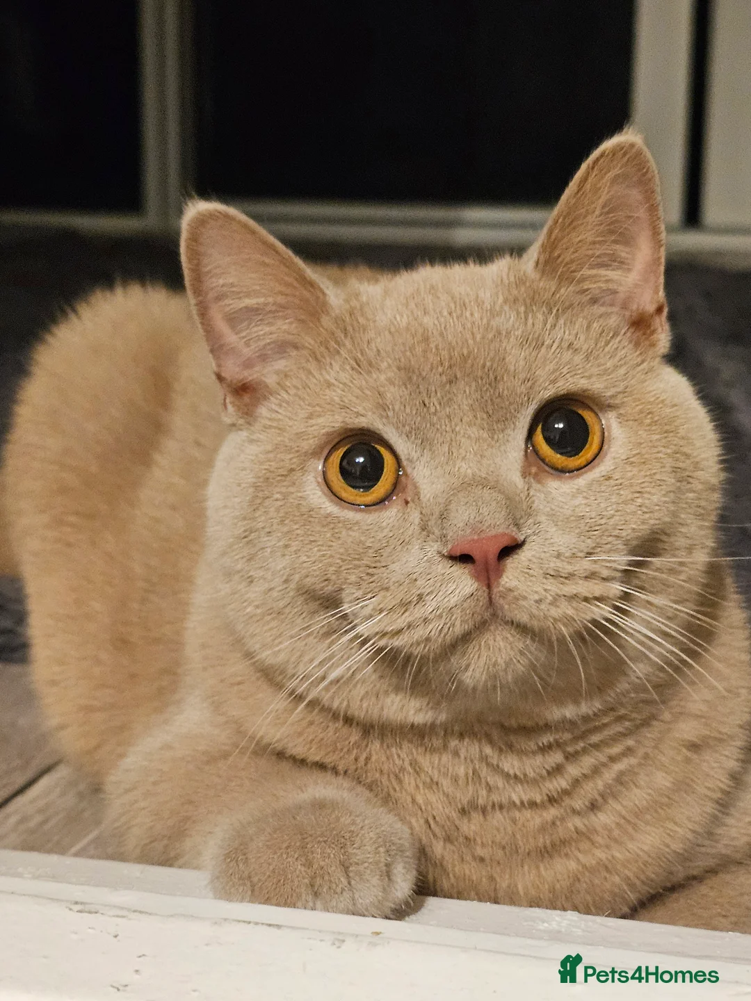 British Shorthair cats for sale: BSH MALE FOR SALE  - Advert 1