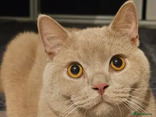 British Shorthair cats BSH MALE FOR SALE - Advert 1